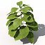 XfrogPlants Bean