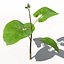 XfrogPlants Bean