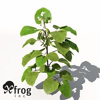 XfrogPlants Bean