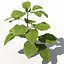 XfrogPlants Bean