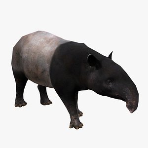 Animated Tapir 3D model