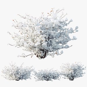 3D AV Plants Abelia X Grandiflora Red Glossy Radiance Sherwood Winter Snow model