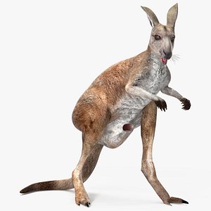 3D Female Kangaroo Rigged