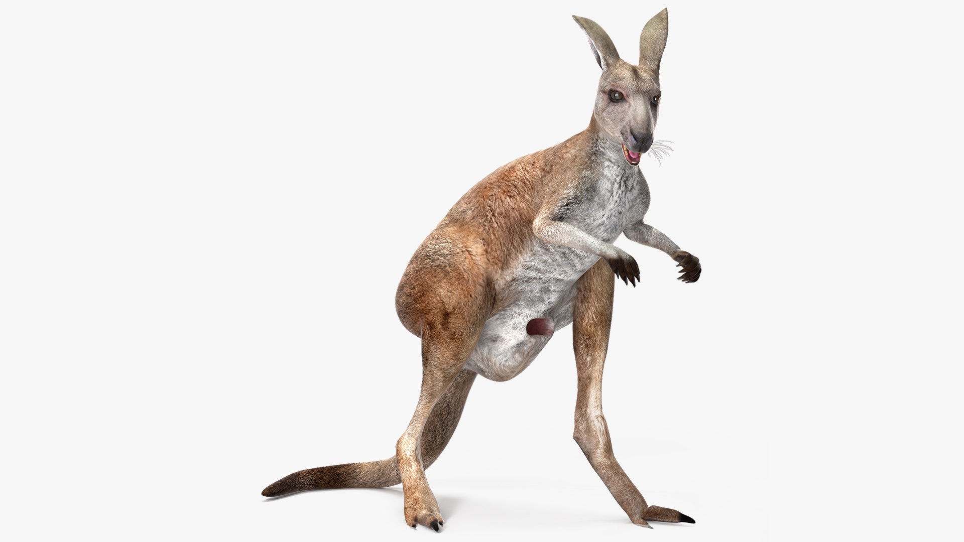 Female Kangaroo Rigged 3D model preview