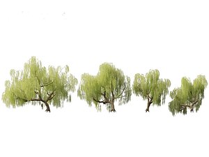 Salix babylonica - Weeping willow 05