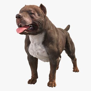 American Pit Bull Terrier 3D model