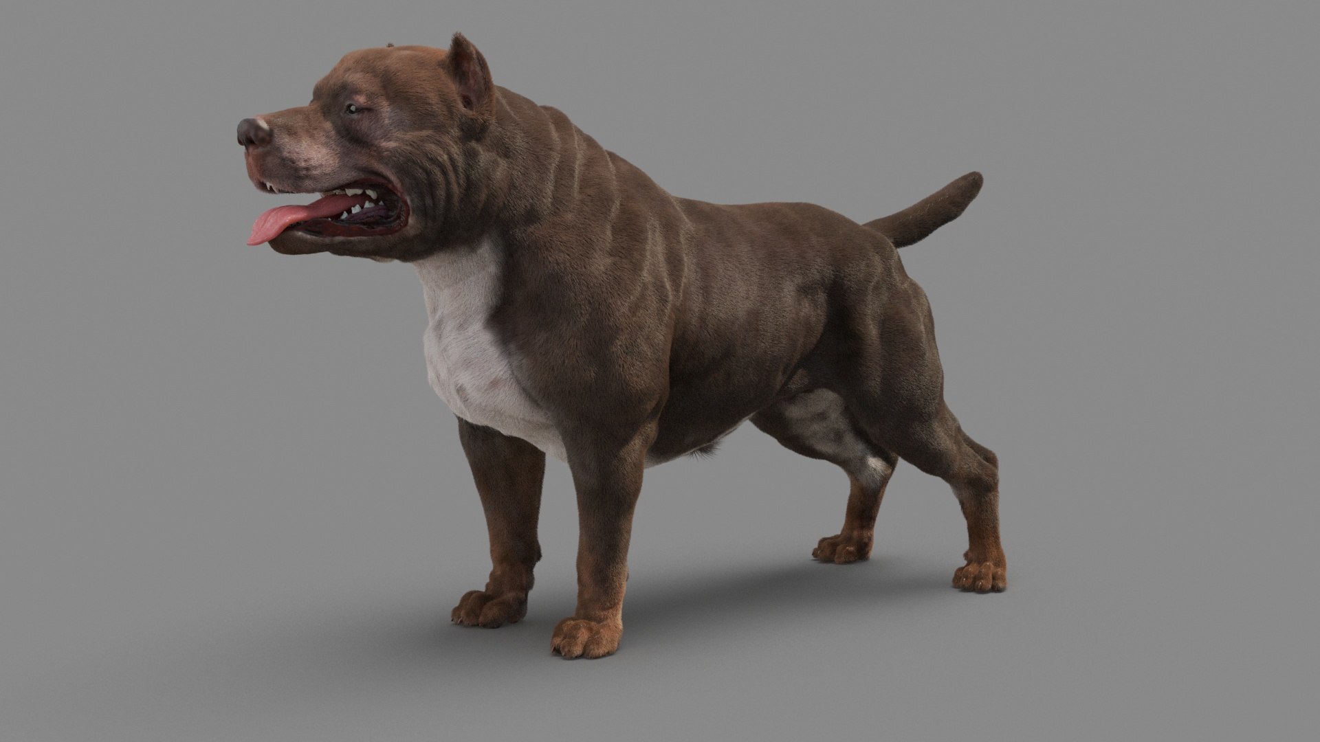 American Pit Bull Terrier 3D model https://p.turbosquid.com/ts-thumb/xt/9j6eFO/OE/dog_0026/jpg/1625594772/1920x1080/fit_q87/24206ff9674b04136c3249315d316508f1f73b6b/dog_0026.jpg