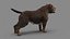 American Pit Bull Terrier
