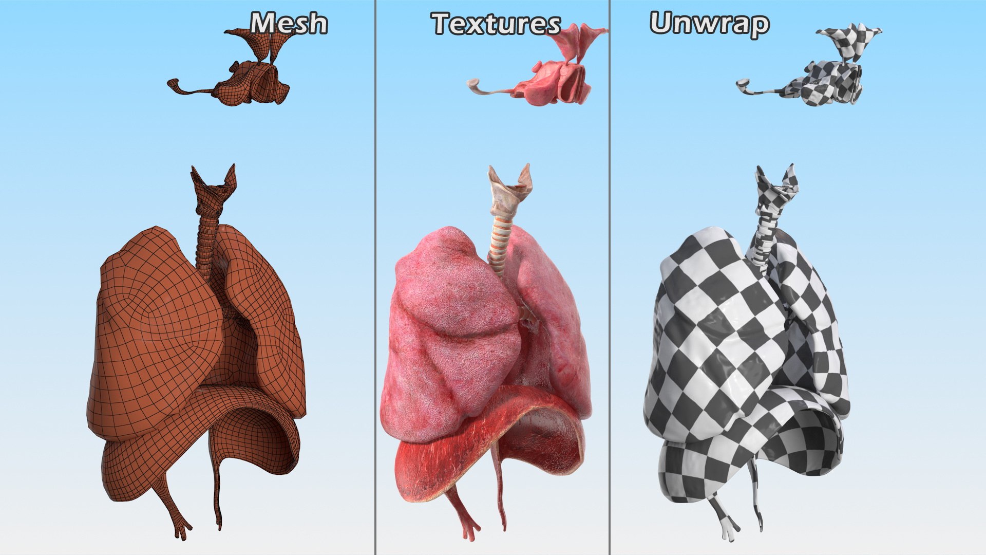 Boy Body Anatomy Collection 4 3D model https://p.turbosquid.com/ts-thumb/xt/F2Pvqw/0V/boybodyanatomycollection4mb3dmodel185/jpg/1655825715/1920x1080/fit_q87/55c542f3664f3a554e2af5cd34ee37a4c4f1a7ba/boybodyanatomycollection4mb3dmodel185.jpg