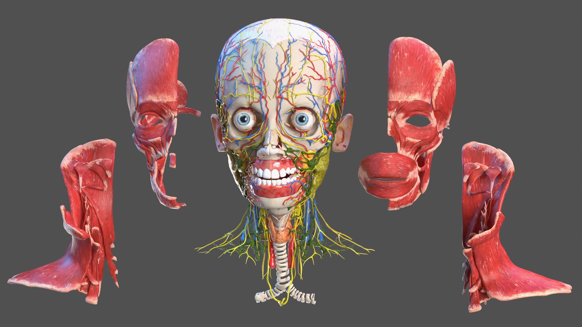 Boy Body Anatomy Collection 4 3D model https://p.turbosquid.com/ts-thumb/xt/F2Pvqw/2D/boybodyanatomycollection4mb3dmodel146/jpg/1655825559/1920x1080/fit_q87/7f7232bed61908e1a285382ea86bbc3a00f9bffd/boybodyanatomycollection4mb3dmodel146.jpg