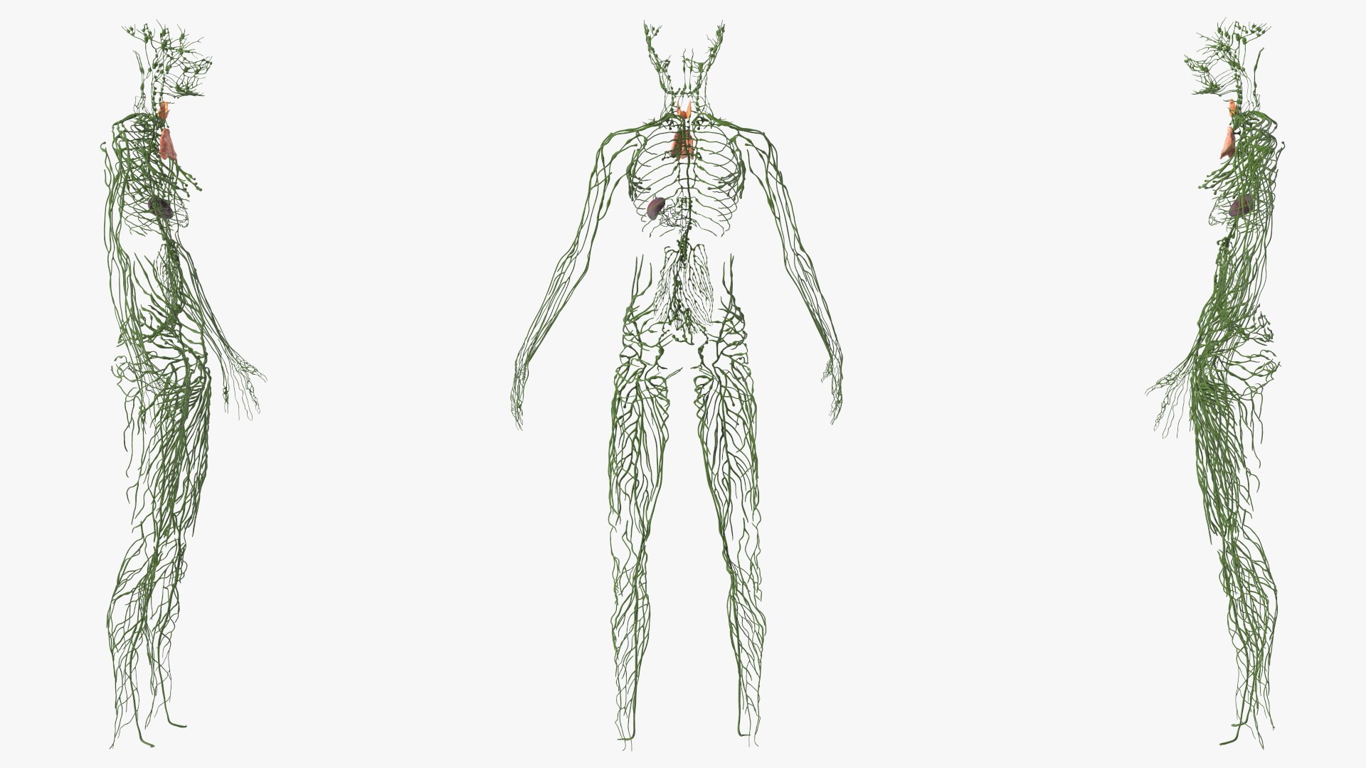 Boy Body Anatomy Collection 4 3D model https://p.turbosquid.com/ts-thumb/xt/F2Pvqw/3P/boybodyanatomycollection4mb3dmodel016/jpg/1655825054/1920x1080/fit_q87/523dacf67ac22439a75e21c9bb3c6d76acb5d6b0/boybodyanatomycollection4mb3dmodel016.jpg