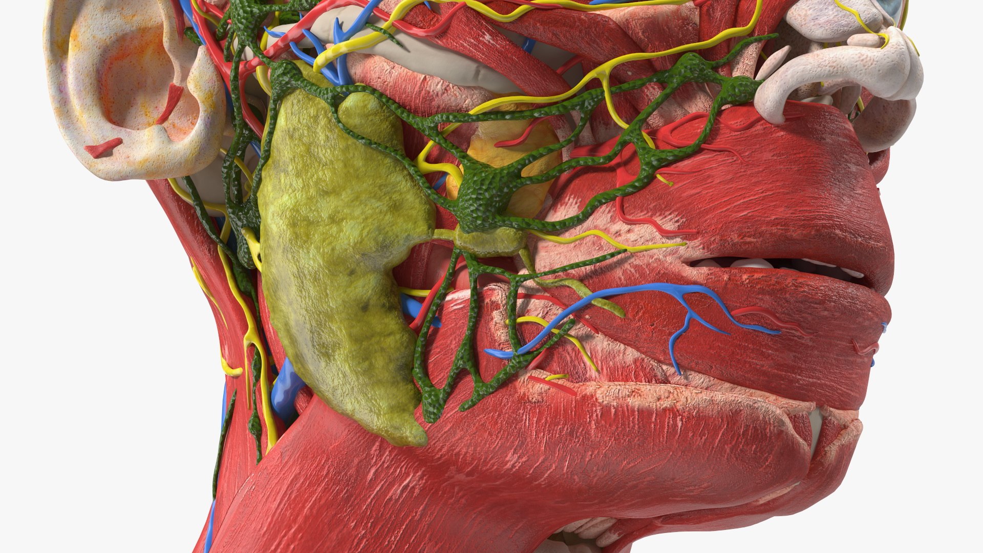 Boy Body Anatomy Collection 4 3D model https://p.turbosquid.com/ts-thumb/xt/F2Pvqw/3e/boybodyanatomycollection4mb3dmodel159/jpg/1655825610/1920x1080/fit_q87/8d4dba5cbb63ef1c2f91511ef572c62e9384e9ef/boybodyanatomycollection4mb3dmodel159.jpg