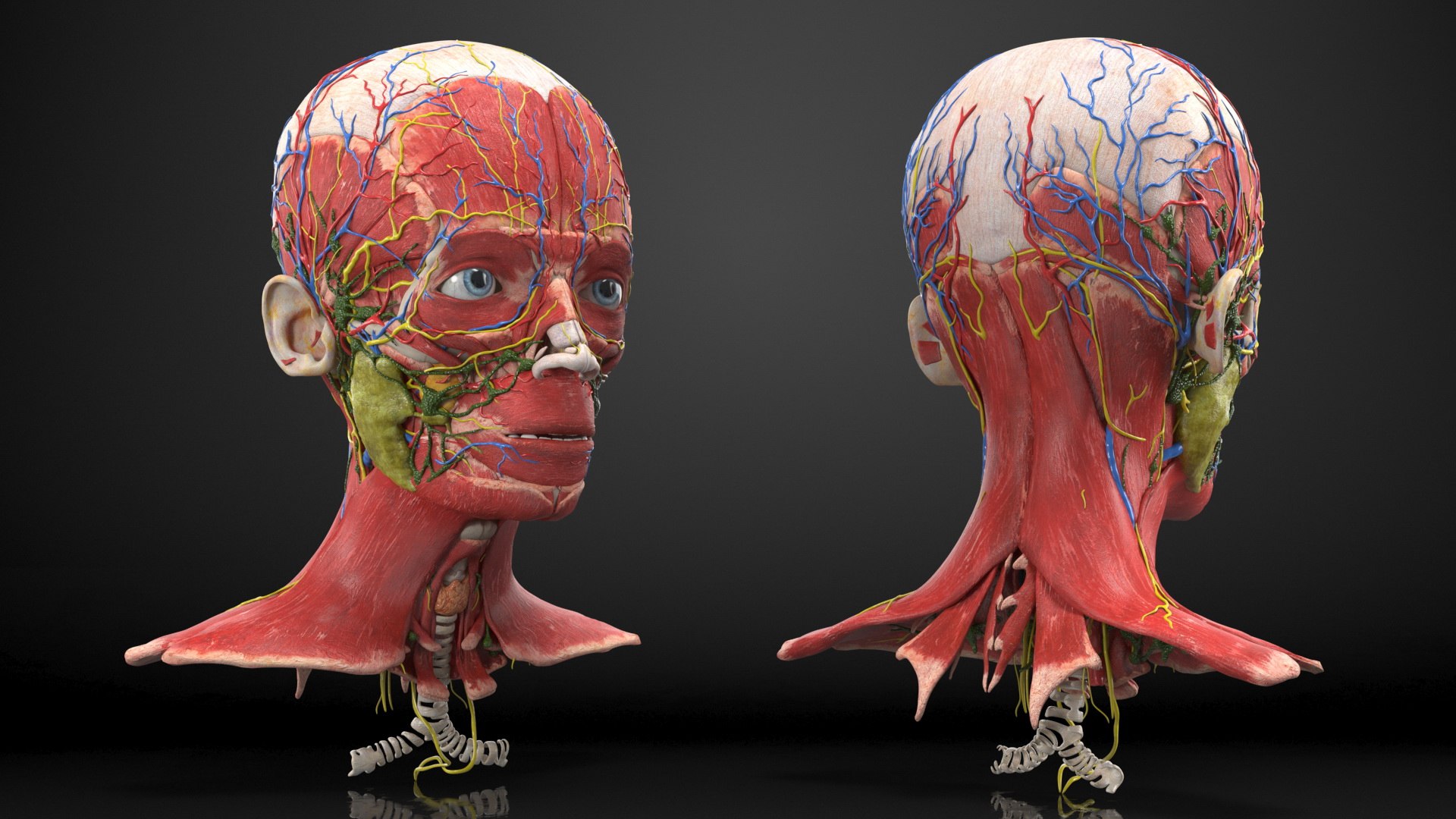 Boy Body Anatomy Collection 4 3D model https://p.turbosquid.com/ts-thumb/xt/F2Pvqw/5k/boybodyanatomycollection4mb3dmodel145/jpg/1655825555/1920x1080/fit_q87/c33d5af240e762d8eb6d272415a7ebd85b83fa50/boybodyanatomycollection4mb3dmodel145.jpg