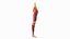 Boy Body Anatomy Collection 4