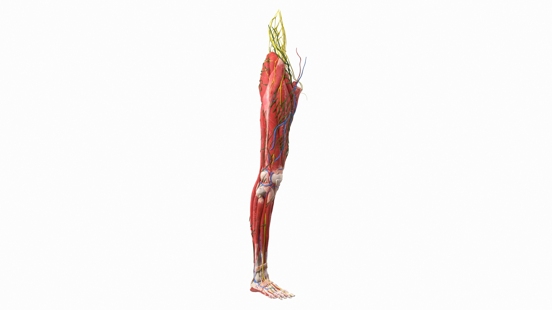 Boy Body Anatomy Collection 4 3D model https://p.turbosquid.com/ts-thumb/xt/F2Pvqw/7W/young_man_anatomy_right_leg_360/jpg/1655826443/1920x1080/turn_fit_q99/79724ad7b2775e5f35751947340bb394fed02360/young_man_anatomy_right_leg_360-1.jpg