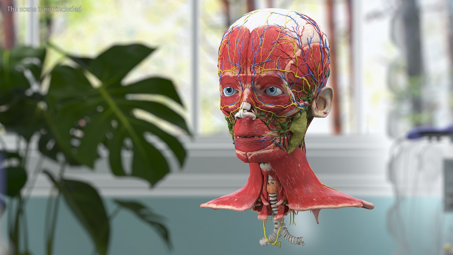 Boy Body Anatomy Collection 4 3D model https://p.turbosquid.com/ts-thumb/xt/F2Pvqw/7u/boybodyanatomycollection4mb3dmodel137/jpg/1655825523/1920x1080/fit_q87/23a9a8348ca0ae88994537954a3f8ea5993e3709/boybodyanatomycollection4mb3dmodel137.jpg