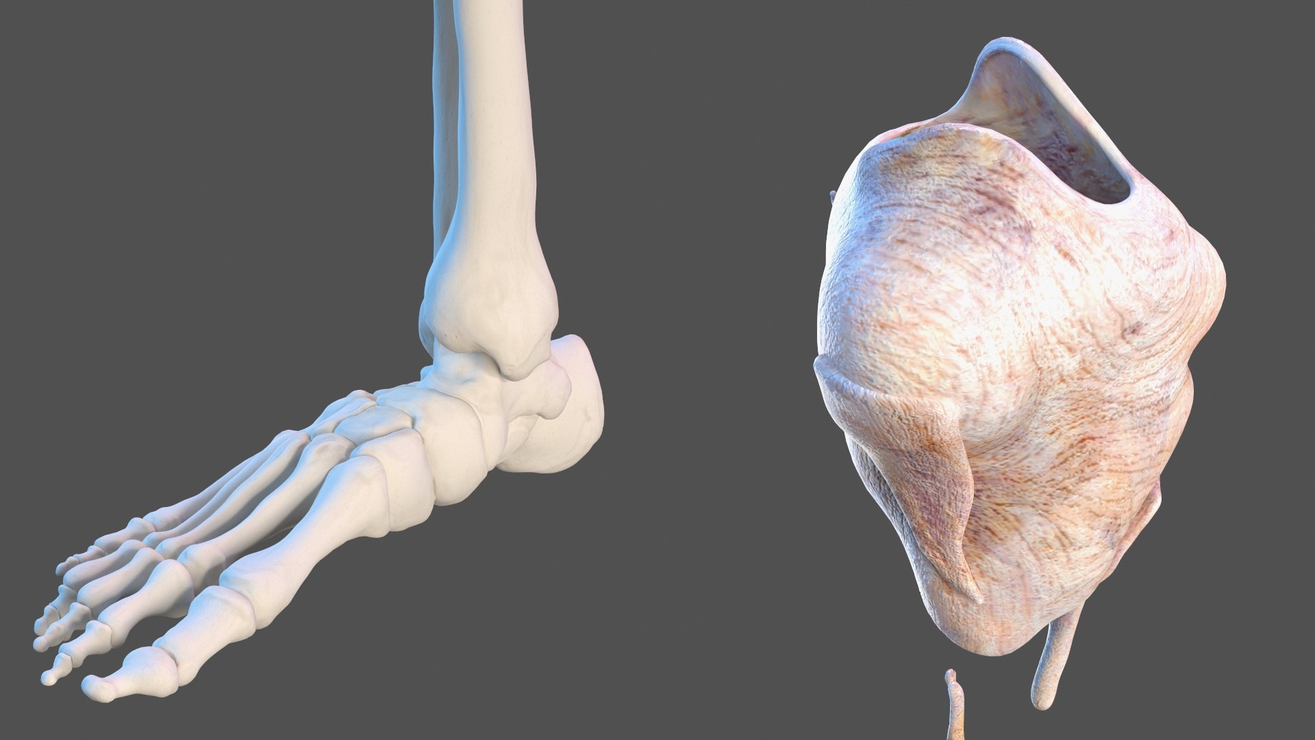 Boy Body Anatomy Collection 4 3D model https://p.turbosquid.com/ts-thumb/xt/F2Pvqw/91/boybodyanatomycollection4mb3dmodel122/jpg/1655825462/1920x1080/fit_q87/ae9467e030ffb24c62d41b0878b82eb979927985/boybodyanatomycollection4mb3dmodel122.jpg