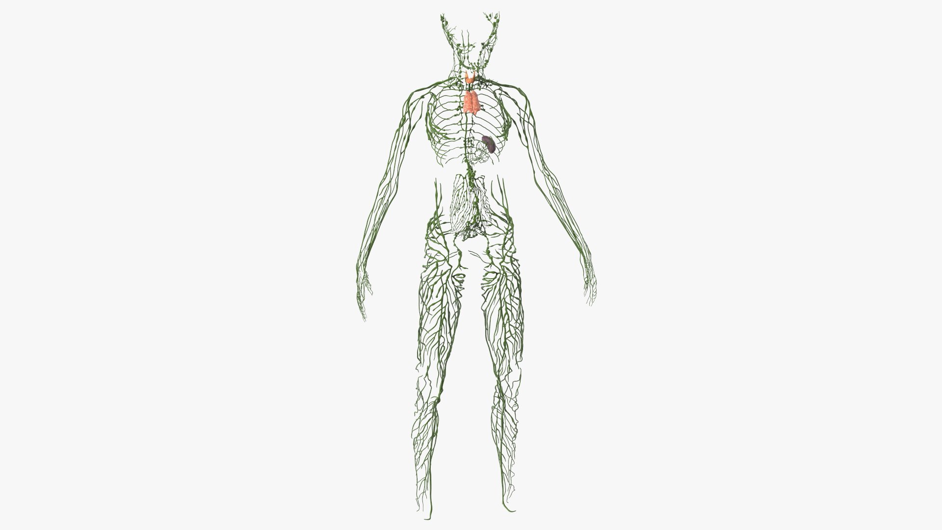 Boy Body Anatomy Collection 4 3D model https://p.turbosquid.com/ts-thumb/xt/F2Pvqw/9A/boybodyanatomycollection4mb3dmodel002/jpg/1655824998/1920x1080/fit_q87/a1eb7a92513275235afe100f7039f023a1b36619/boybodyanatomycollection4mb3dmodel002.jpg
