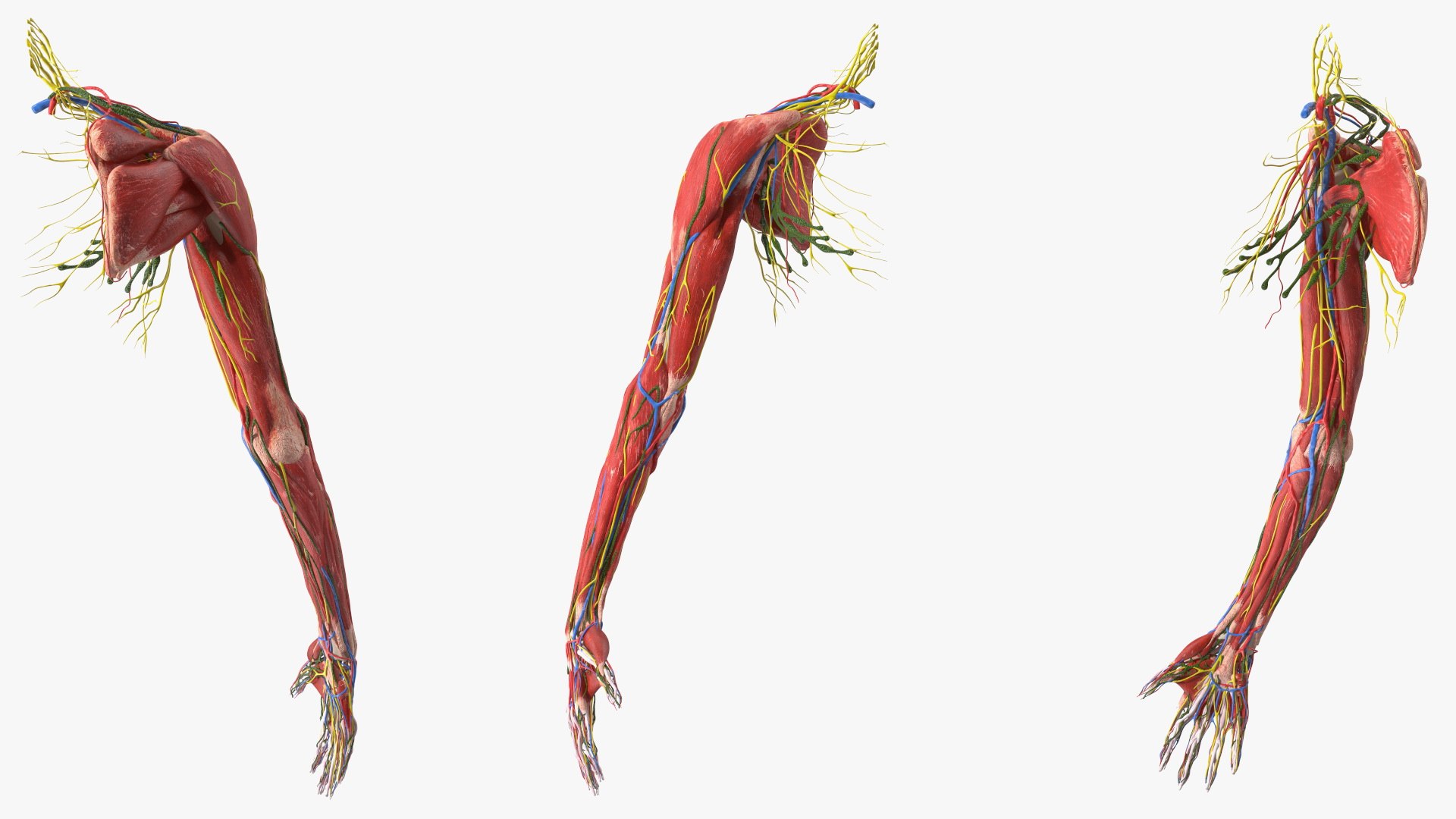 Boy Body Anatomy Collection 4 3D model https://p.turbosquid.com/ts-thumb/xt/F2Pvqw/AS/boybodyanatomycollection4mb3dmodel103/jpg/1655825384/1920x1080/fit_q87/9a51cf09bb9a488d080b3bb5b4d584a52d4e8eec/boybodyanatomycollection4mb3dmodel103.jpg