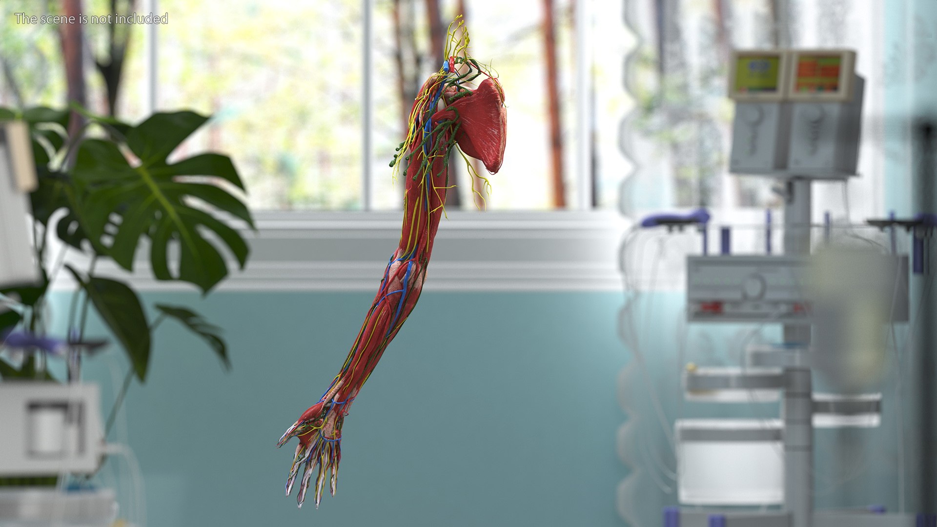 Boy Body Anatomy Collection 4 3D model https://p.turbosquid.com/ts-thumb/xt/F2Pvqw/Dm/boybodyanatomycollection4mb3dmodel089/jpg/1655825325/1920x1080/fit_q87/562f2d087566b3cdc3086f9d8e1bf85e4c30255e/boybodyanatomycollection4mb3dmodel089.jpg