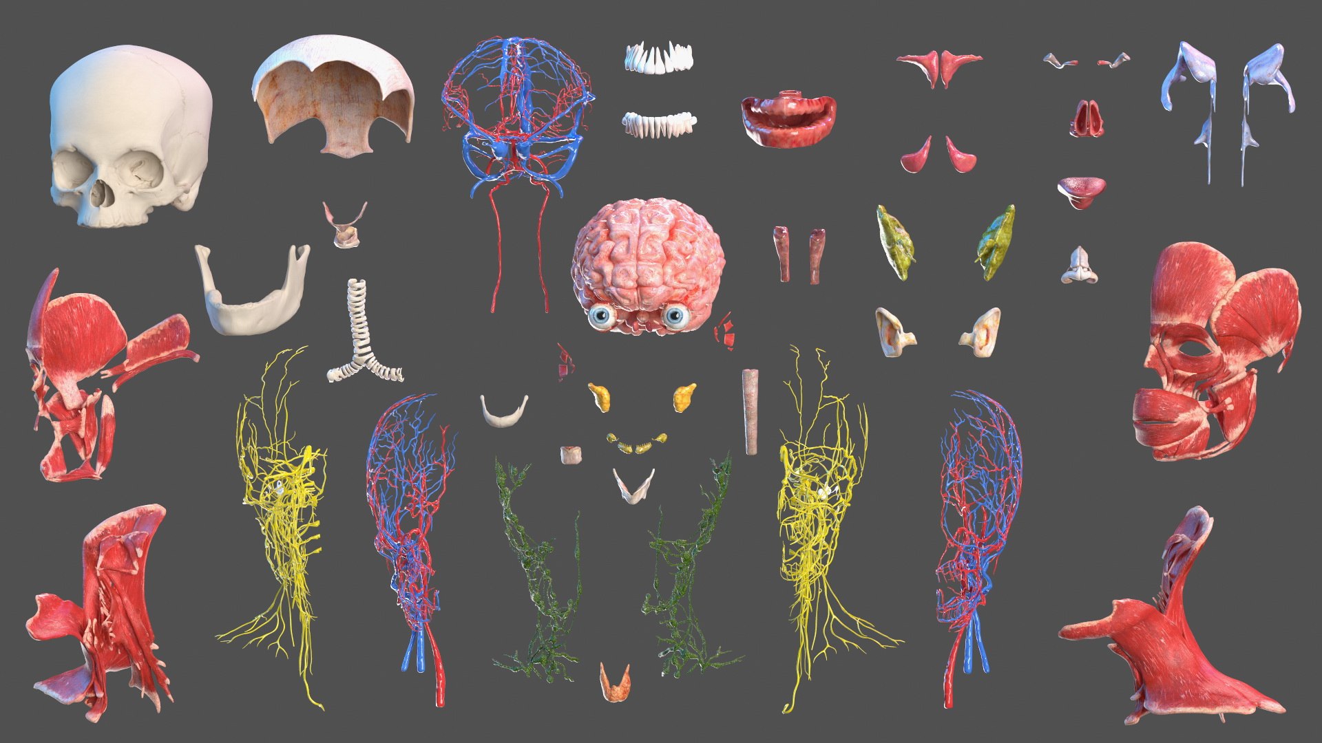Boy Body Anatomy Collection 4 3D model https://p.turbosquid.com/ts-thumb/xt/F2Pvqw/Dx/boybodyanatomycollection4mb3dmodel147/jpg/1655825563/1920x1080/fit_q87/d82c0542f2835719d682751f8b4e6b8cb220823c/boybodyanatomycollection4mb3dmodel147.jpg