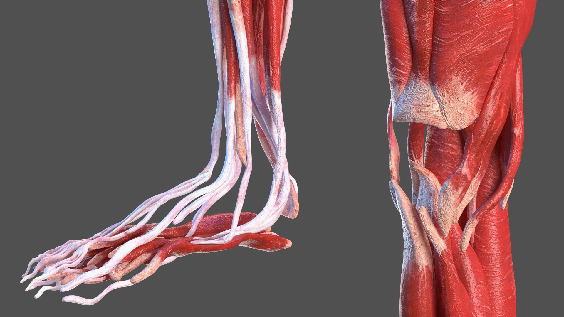 Boy Body Anatomy Collection 4 3D model https://p.turbosquid.com/ts-thumb/xt/F2Pvqw/EM/boybodyanatomycollection4mb3dmodel120/jpg/1655825453/1920x1080/fit_q87/5075eda769b40999b6dd7eb6eab14e8c4339c617/boybodyanatomycollection4mb3dmodel120.jpg
