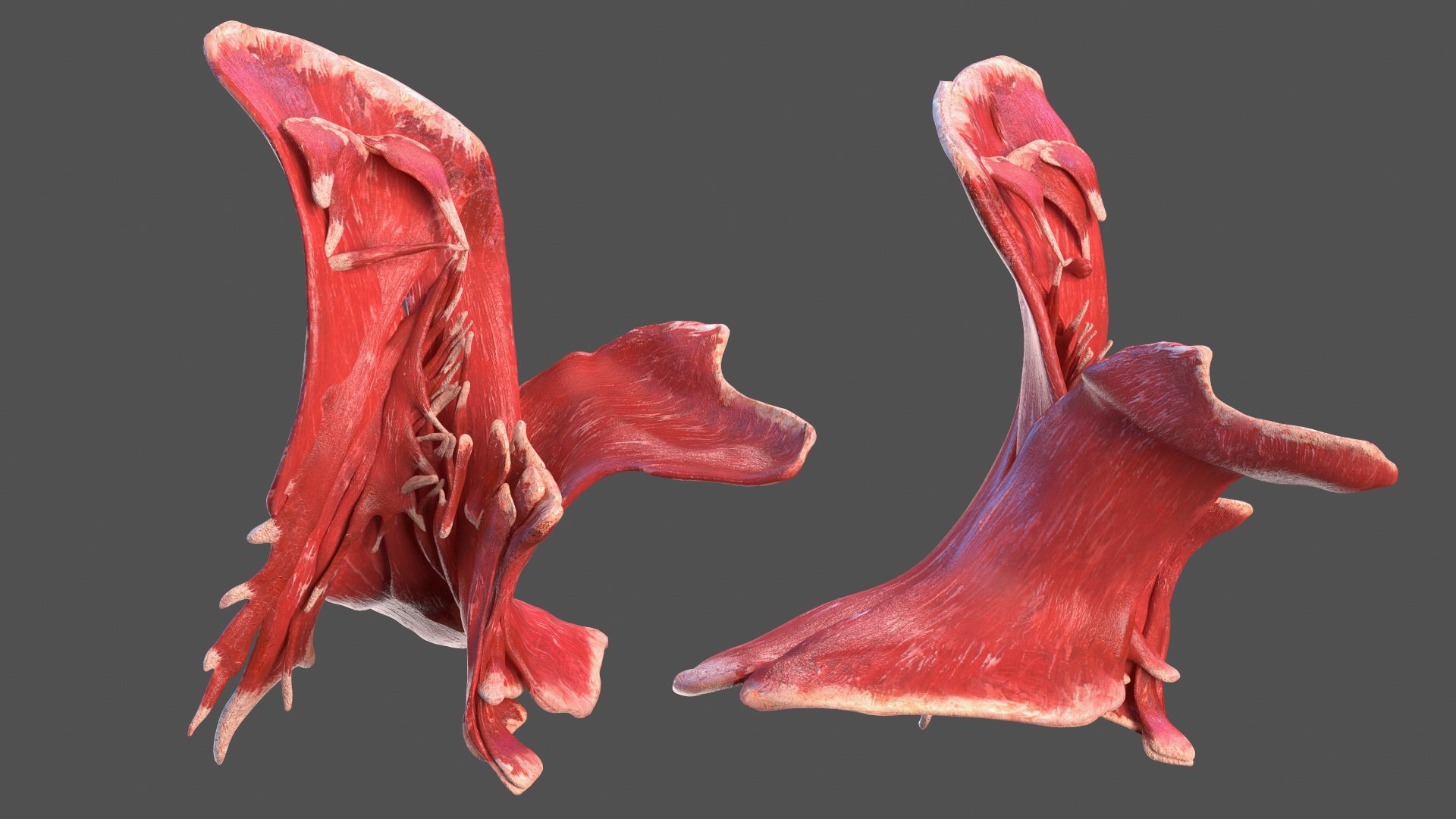 Boy Body Anatomy Collection 4 3D model https://p.turbosquid.com/ts-thumb/xt/F2Pvqw/FB/boybodyanatomycollection4mb3dmodel152/jpg/1655825582/1920x1080/fit_q87/2723dd842947a90b4fdc134fc2e66231d1a8872f/boybodyanatomycollection4mb3dmodel152.jpg