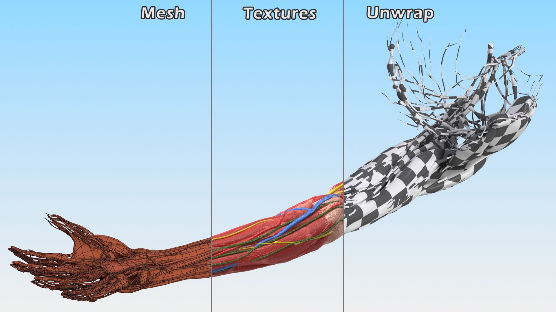 Boy Body Anatomy Collection 4 3D model https://p.turbosquid.com/ts-thumb/xt/F2Pvqw/HF/boybodyanatomycollection4mb3dmodel102/jpg/1655825379/1920x1080/fit_q87/797f1070ca41f46060652845e8328781e007c1a2/boybodyanatomycollection4mb3dmodel102.jpg