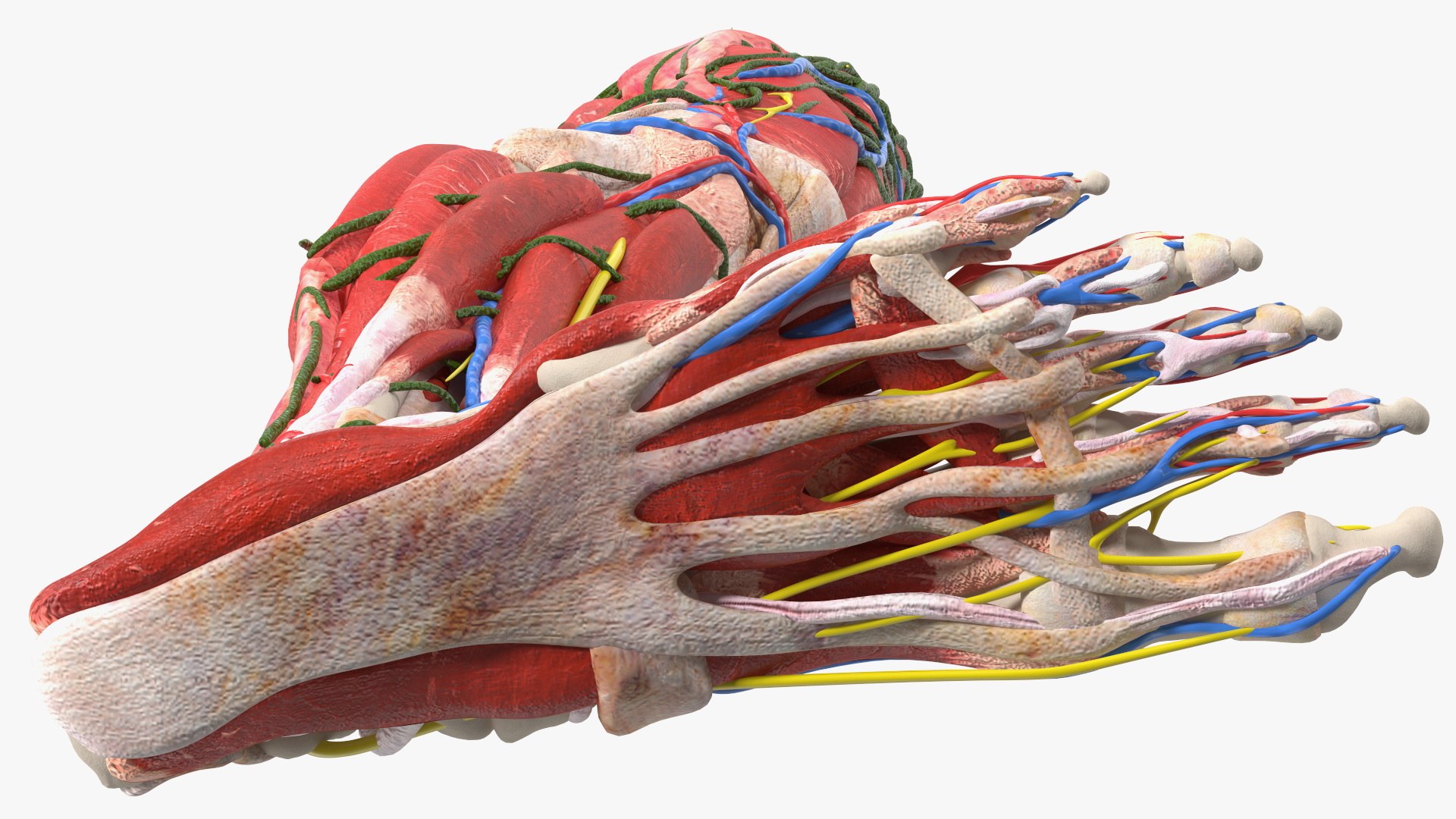 Boy Body Anatomy Collection 4 3D model https://p.turbosquid.com/ts-thumb/xt/F2Pvqw/HZ/boybodyanatomycollection4mb3dmodel135/jpg/1655825515/1920x1080/fit_q87/d64a9da36cc2dc5a24b3f1066082b16159ab4e1f/boybodyanatomycollection4mb3dmodel135.jpg
