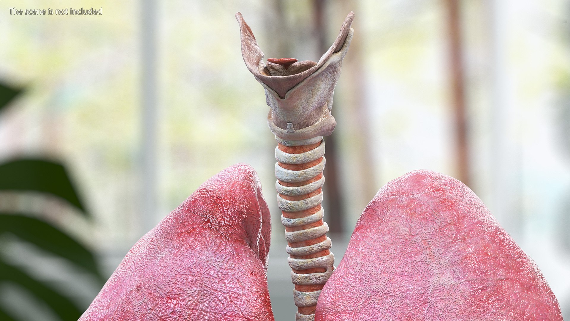 Boy Body Anatomy Collection 4 3D model https://p.turbosquid.com/ts-thumb/xt/F2Pvqw/I3/boybodyanatomycollection4mb3dmodel177/jpg/1655825680/1920x1080/fit_q87/406e246d042f34916ec13f1ccd3ffe4376d3e352/boybodyanatomycollection4mb3dmodel177.jpg