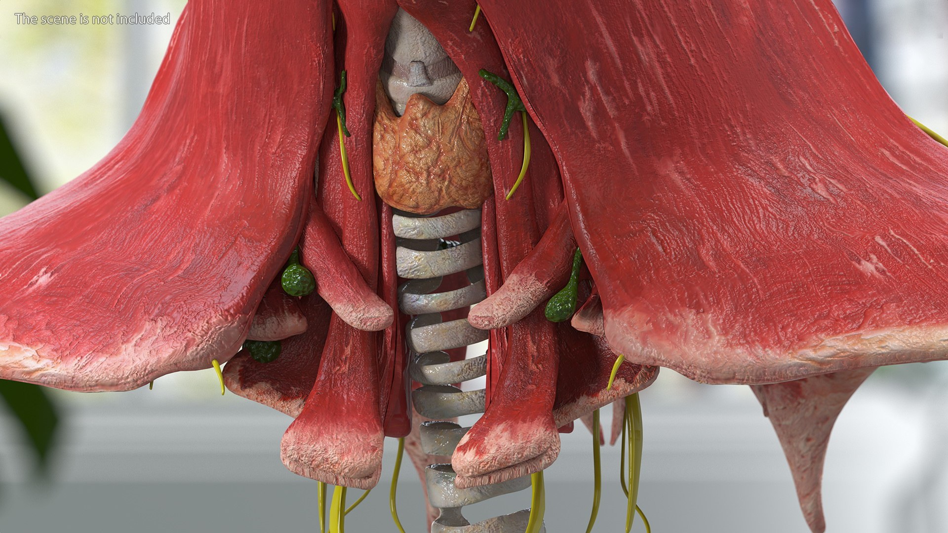 Boy Body Anatomy Collection 4 3D model https://p.turbosquid.com/ts-thumb/xt/F2Pvqw/IY/boybodyanatomycollection4mb3dmodel141/jpg/1655825539/1920x1080/fit_q87/e029ef536f9efc7211db7985621fc0f0faa64ae1/boybodyanatomycollection4mb3dmodel141.jpg