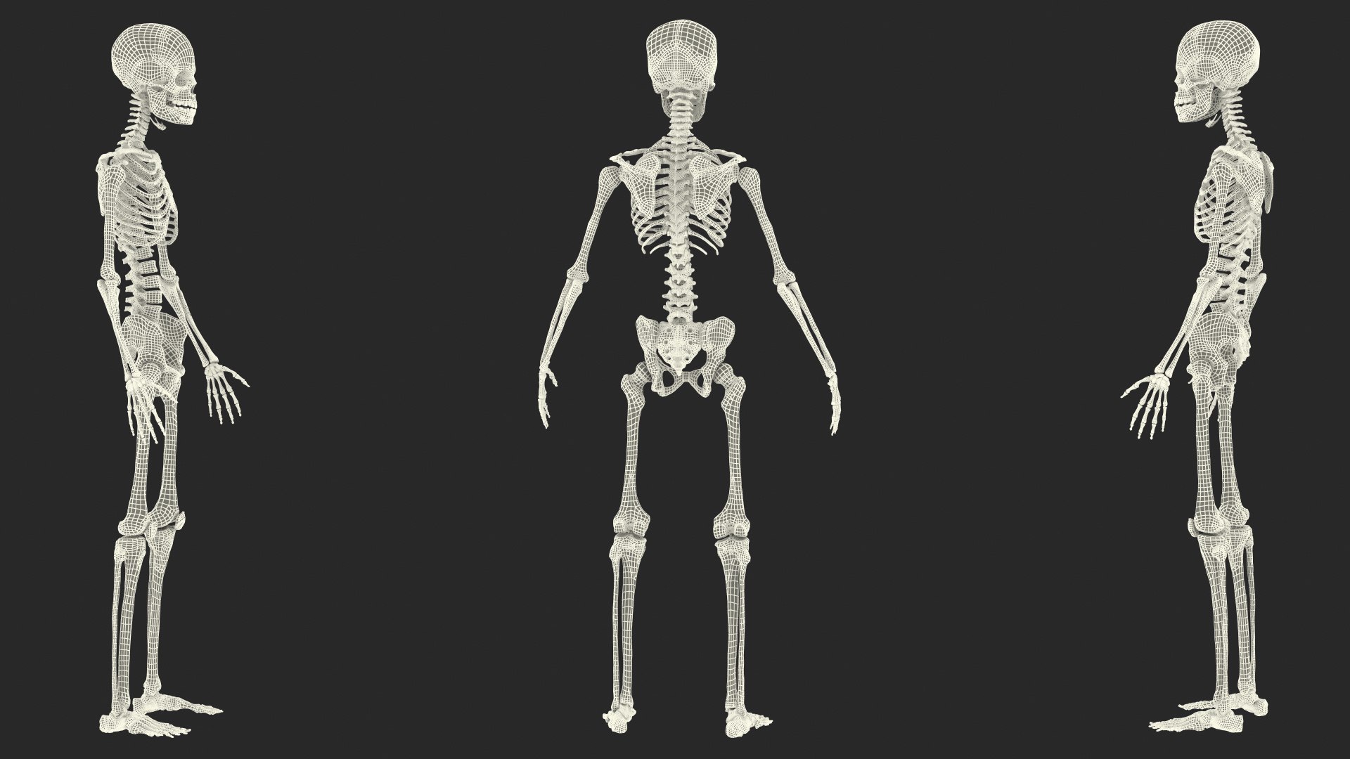 Boy Body Anatomy Collection 4 3D model https://p.turbosquid.com/ts-thumb/xt/F2Pvqw/J0/boybodyanatomycollection4mb3dmodel211/jpg/1655825819/1920x1080/fit_q87/41c8a1d2abb31836d2b04142a47697a16fb0dbef/boybodyanatomycollection4mb3dmodel211.jpg