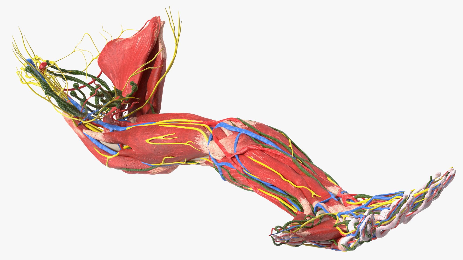Boy Body Anatomy Collection 4 3D model https://p.turbosquid.com/ts-thumb/xt/F2Pvqw/KS/boybodyanatomycollection4mb3dmodel105/jpg/1655825392/1920x1080/fit_q87/0238f25493ac645bdcd6352b0d7bc580ab6738b0/boybodyanatomycollection4mb3dmodel105.jpg