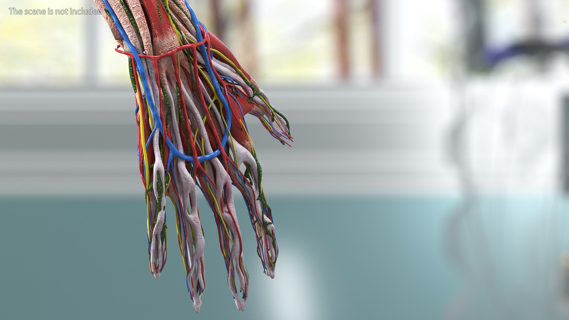 Boy Body Anatomy Collection 4 3D model https://p.turbosquid.com/ts-thumb/xt/F2Pvqw/Ke/boybodyanatomycollection4mb3dmodel094/jpg/1655825345/1920x1080/fit_q87/306445f27f63310971b7ff893aadbea862cb145c/boybodyanatomycollection4mb3dmodel094.jpg