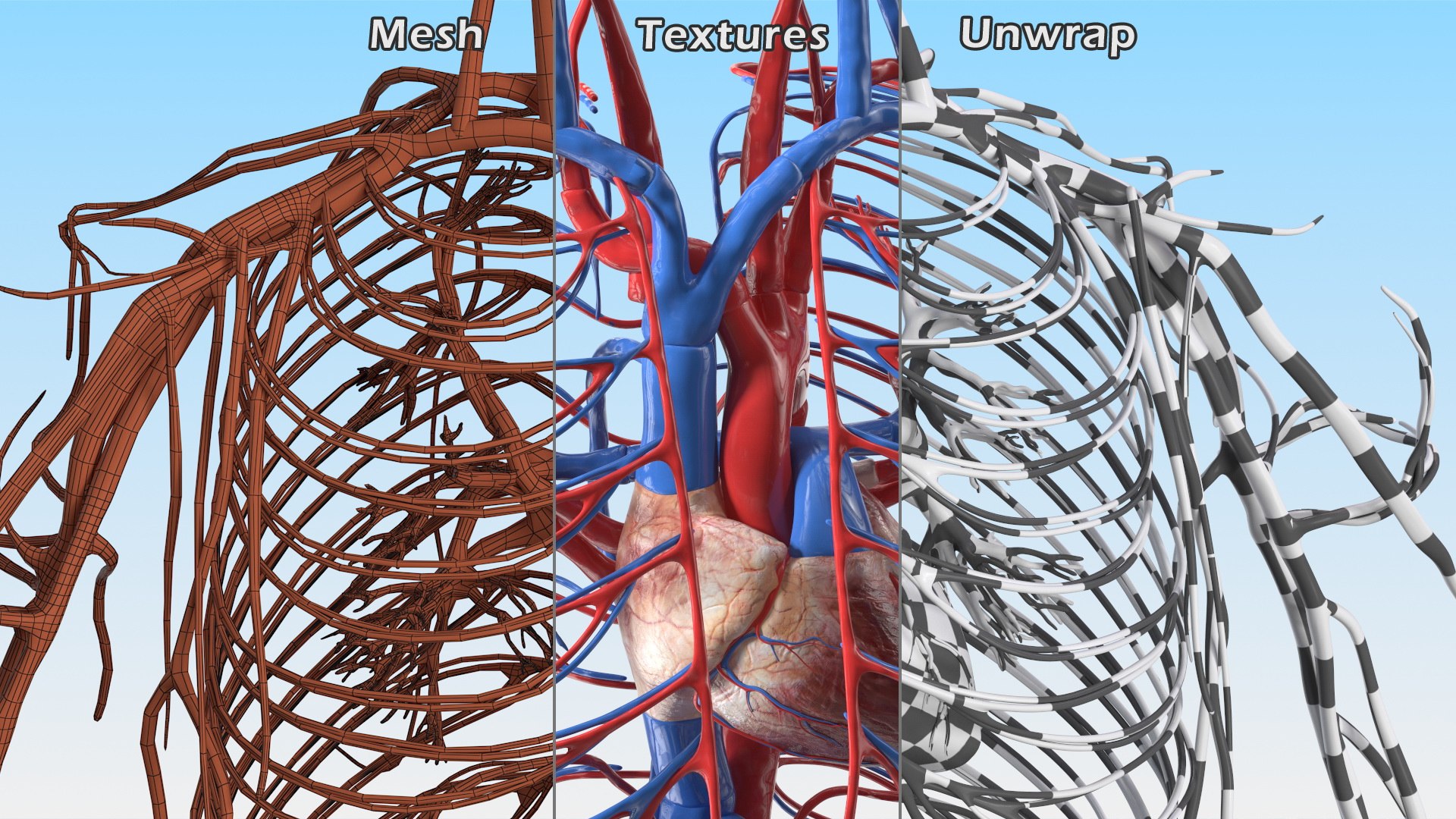 Boy Body Anatomy Collection 4 3D model https://p.turbosquid.com/ts-thumb/xt/F2Pvqw/L1/boybodyanatomycollection4mb3dmodel040/jpg/1655825145/1920x1080/fit_q87/e74bfa8aff65d937ace0f03c70680ee14408666a/boybodyanatomycollection4mb3dmodel040.jpg