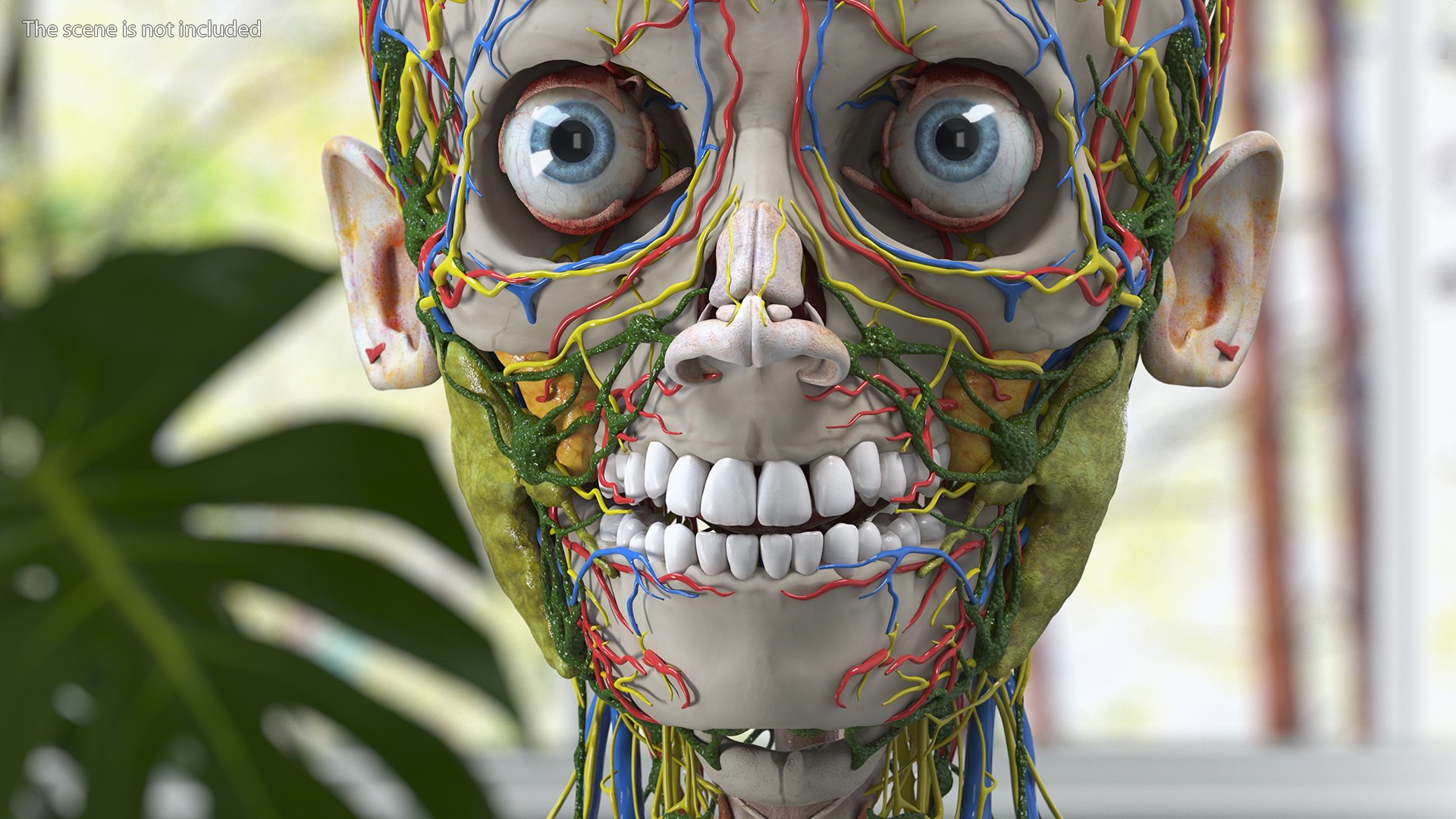 Boy Body Anatomy Collection 4 3D model https://p.turbosquid.com/ts-thumb/xt/F2Pvqw/L6/boybodyanatomycollection4mb3dmodel142/jpg/1655825543/1920x1080/fit_q87/8253b72d5fc3214a4d682313d8c087a206eee81e/boybodyanatomycollection4mb3dmodel142.jpg