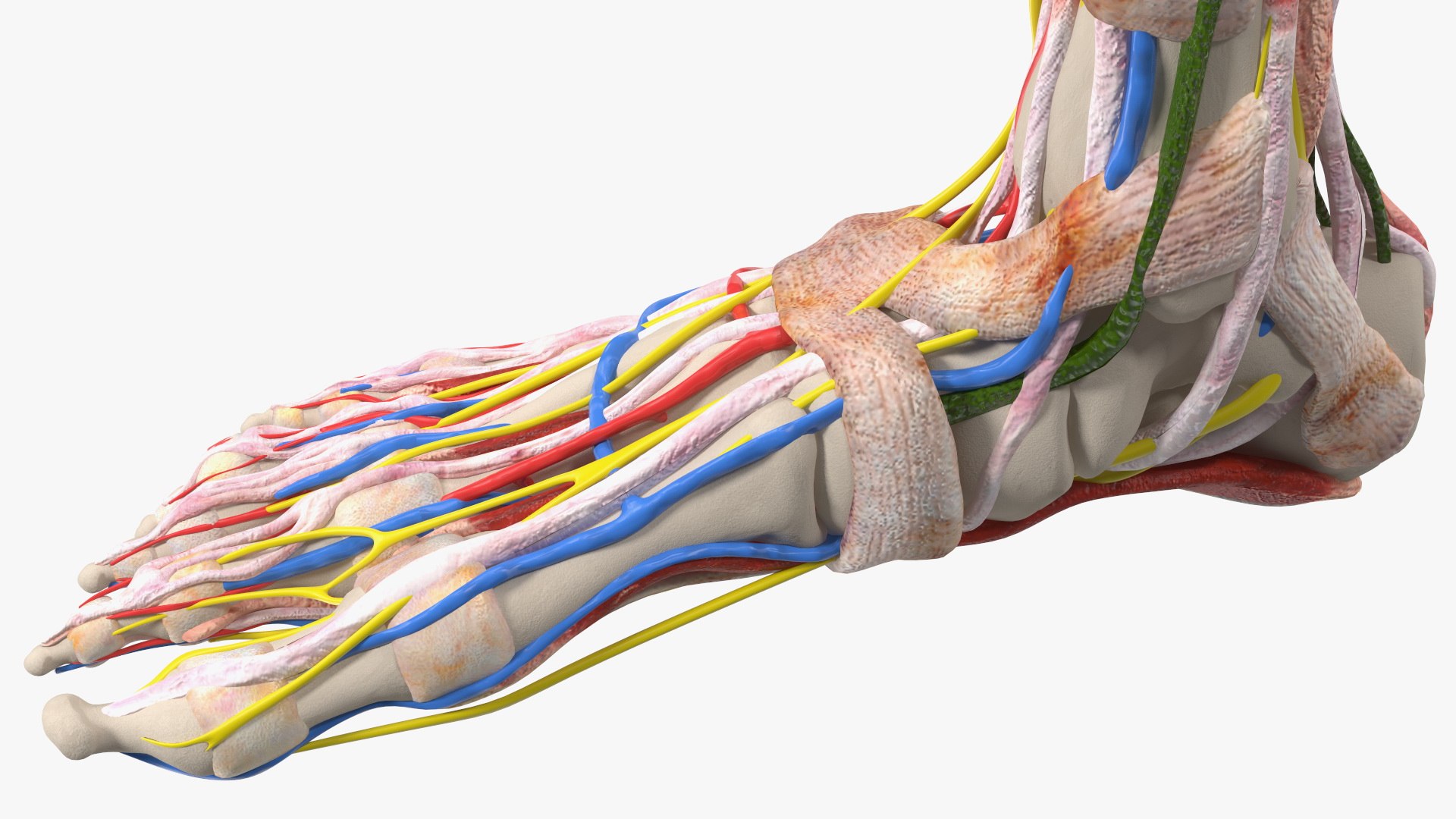 Boy Body Anatomy Collection 4 3D model https://p.turbosquid.com/ts-thumb/xt/F2Pvqw/LF/boybodyanatomycollection4mb3dmodel132/jpg/1655825503/1920x1080/fit_q87/eaff3eb963deffc486d2fc30769bcac0b21e9a73/boybodyanatomycollection4mb3dmodel132.jpg