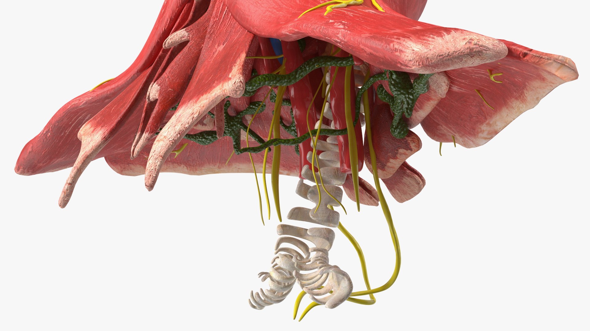 Boy Body Anatomy Collection 4 3D model https://p.turbosquid.com/ts-thumb/xt/F2Pvqw/LF/boybodyanatomycollection4mb3dmodel160/jpg/1655825613/1920x1080/fit_q87/d518208b5c8702c87dcad1e3068a8490977fc71e/boybodyanatomycollection4mb3dmodel160.jpg