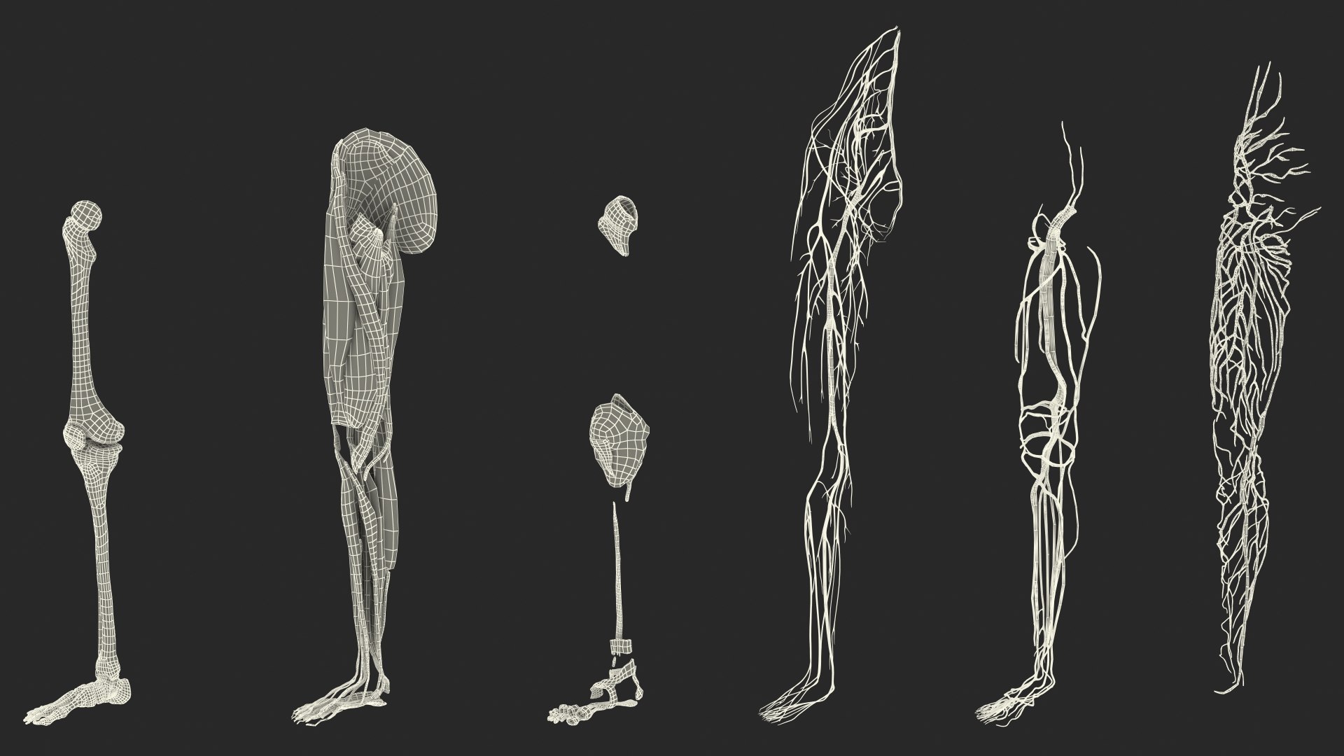 Boy Body Anatomy Collection 4 3D model https://p.turbosquid.com/ts-thumb/xt/F2Pvqw/Lf/boybodyanatomycollection4mb3dmodel215/jpg/1655825836/1920x1080/fit_q87/b0693aa51197cdc8fe88f2c60fdc60db73c774c0/boybodyanatomycollection4mb3dmodel215.jpg