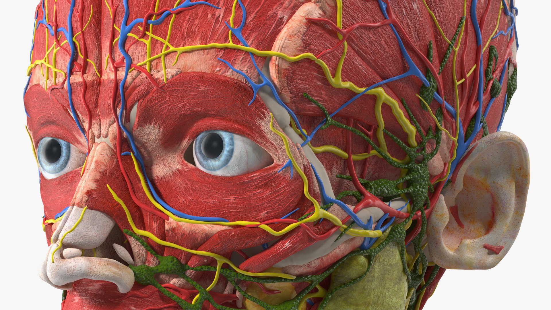 Boy Body Anatomy Collection 4 3D model https://p.turbosquid.com/ts-thumb/xt/F2Pvqw/Lu/boybodyanatomycollection4mb3dmodel158/jpg/1655825606/1920x1080/fit_q87/0656638c62d2d785e496cf37c11b036b43167cf3/boybodyanatomycollection4mb3dmodel158.jpg