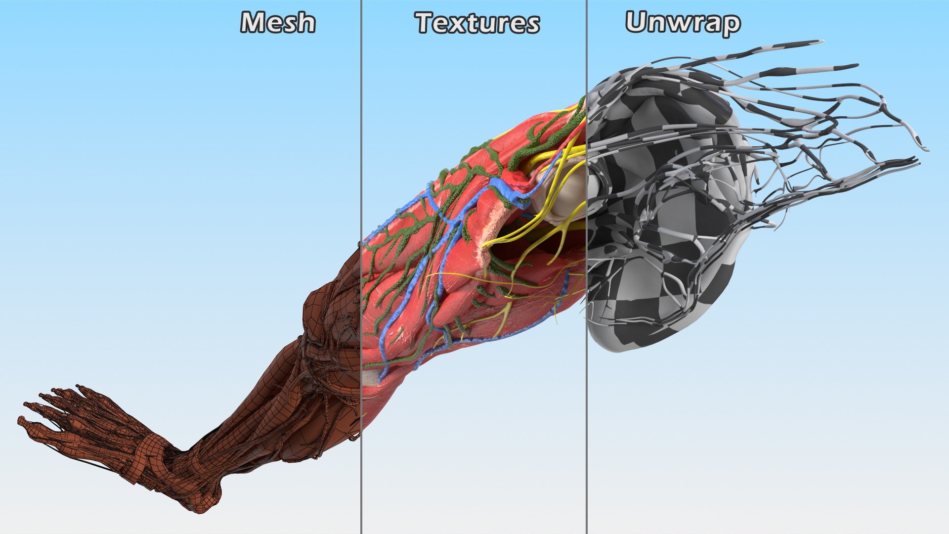 Boy Body Anatomy Collection 4 3D model https://p.turbosquid.com/ts-thumb/xt/F2Pvqw/NX/boybodyanatomycollection4mb3dmodel128/jpg/1655825486/1920x1080/fit_q87/0ae8a6c5ec7e2bc74039c865c6f6c853f2205073/boybodyanatomycollection4mb3dmodel128.jpg