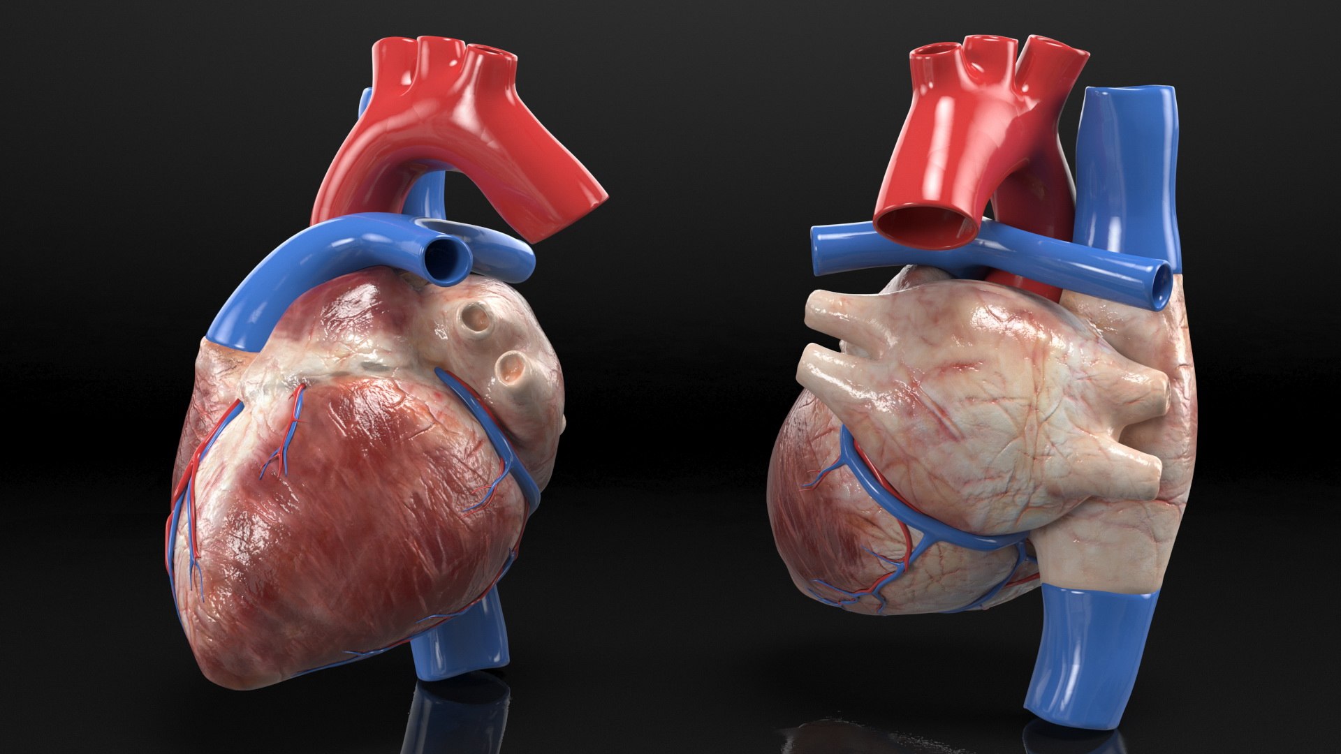 Boy Body Anatomy Collection 4 3D model https://p.turbosquid.com/ts-thumb/xt/F2Pvqw/O0/boybodyanatomycollection4mb3dmodel166/jpg/1655825636/1920x1080/fit_q87/87c89946122d28b3309ef6e67dcd5395ed8a9492/boybodyanatomycollection4mb3dmodel166.jpg