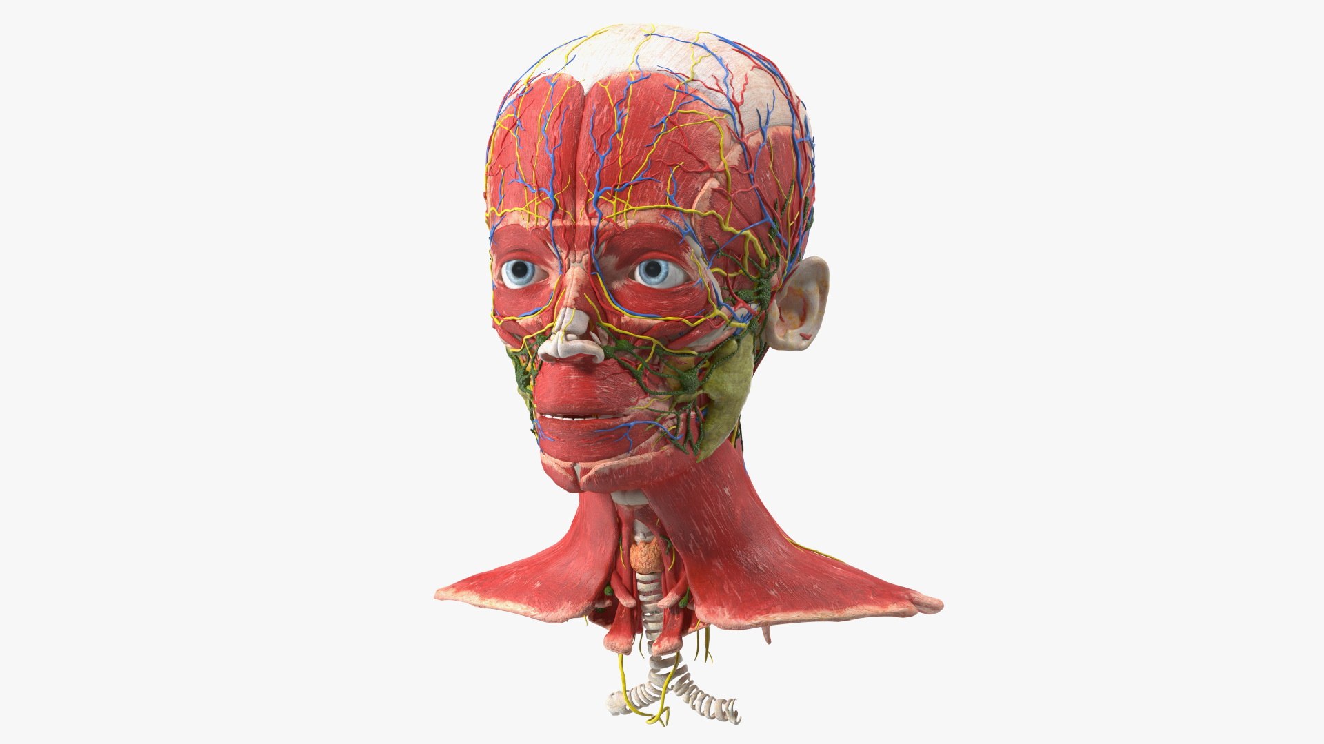 Boy Body Anatomy Collection 4 3D model https://p.turbosquid.com/ts-thumb/xt/F2Pvqw/OO/boybodyanatomycollection4mb3dmodel136/jpg/1655825519/1920x1080/fit_q87/6b1bee33cc23c32ddff890ff5272eaea85bfbe1a/boybodyanatomycollection4mb3dmodel136.jpg