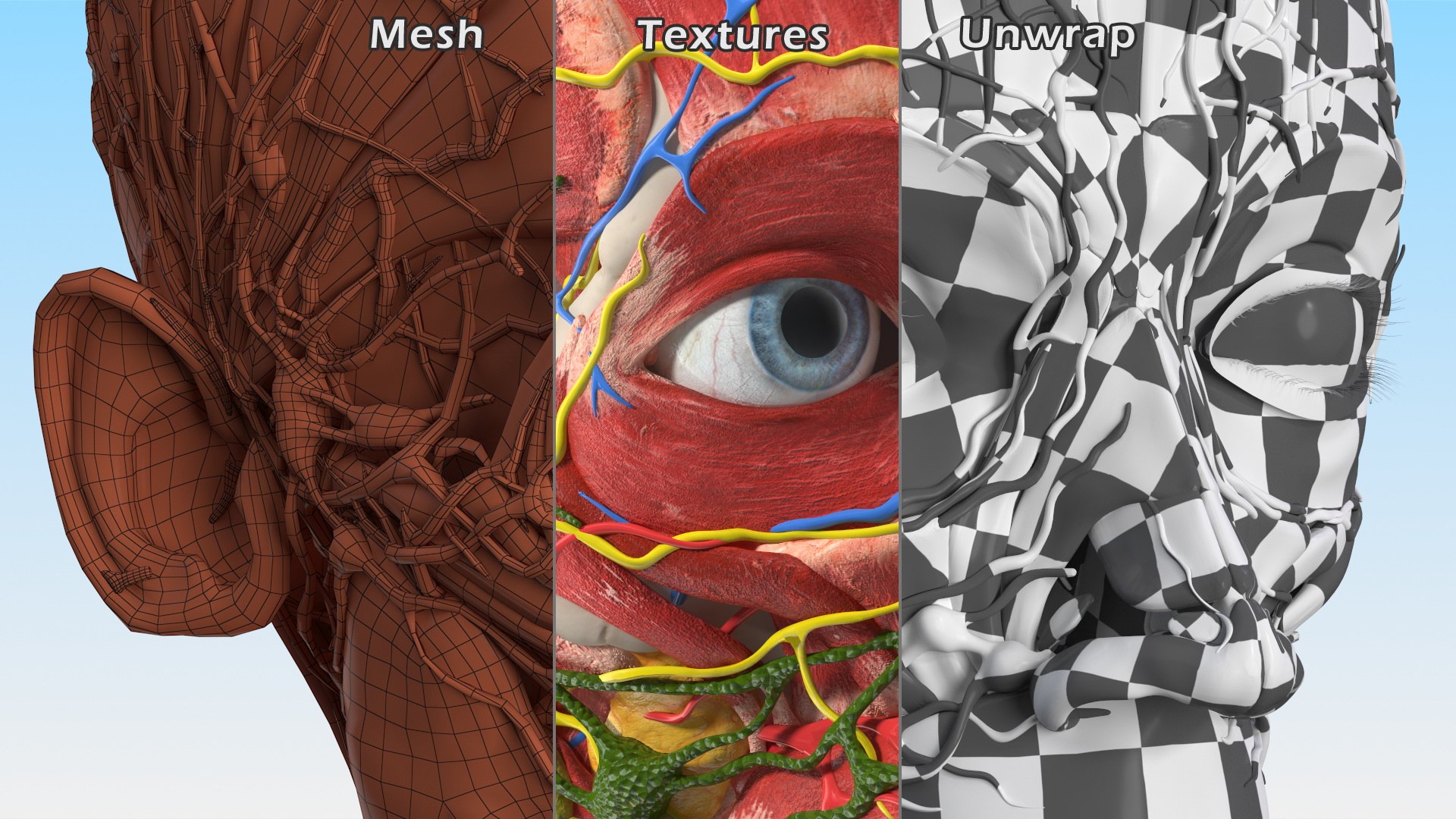Boy Body Anatomy Collection 4 3D model https://p.turbosquid.com/ts-thumb/xt/F2Pvqw/PT/boybodyanatomycollection4mb3dmodel156/jpg/1655825598/1920x1080/fit_q87/e2e4db2c0db3a2bc7eb53420b6e129a0668b68de/boybodyanatomycollection4mb3dmodel156.jpg