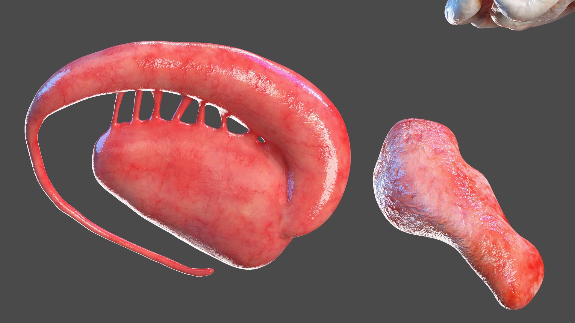 Boy Body Anatomy Collection 4 3D model https://p.turbosquid.com/ts-thumb/xt/F2Pvqw/QM/boybodyanatomycollection4mb3dmodel155/jpg/1655825594/1920x1080/fit_q87/f801d5d2cc945cdc510ae3aa61f4a88413760741/boybodyanatomycollection4mb3dmodel155.jpg