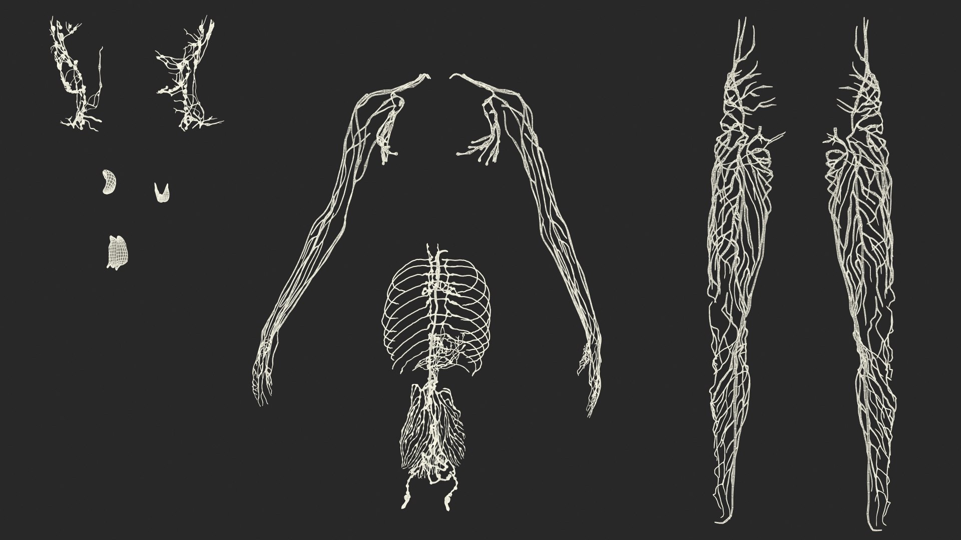 Boy Body Anatomy Collection 4 3D model https://p.turbosquid.com/ts-thumb/xt/F2Pvqw/Qs/boybodyanatomycollection4mb3dmodel208/jpg/1655825807/1920x1080/fit_q87/de17399c487b3a7043716ec6b2fa308641de1542/boybodyanatomycollection4mb3dmodel208.jpg