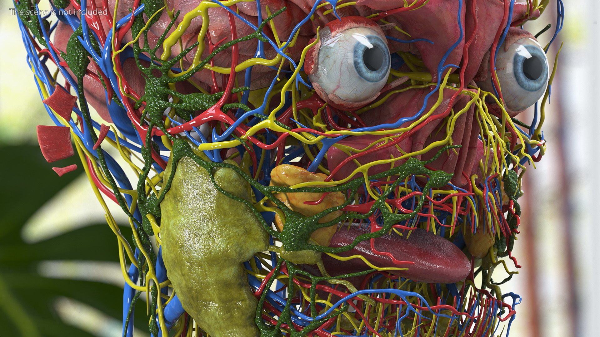 Boy Body Anatomy Collection 4 3D model https://p.turbosquid.com/ts-thumb/xt/F2Pvqw/Sj/boybodyanatomycollection4mb3dmodel143/jpg/1655825547/1920x1080/fit_q87/ff8d0cd14b746d8b715b3002f765b79b10a7ada1/boybodyanatomycollection4mb3dmodel143.jpg