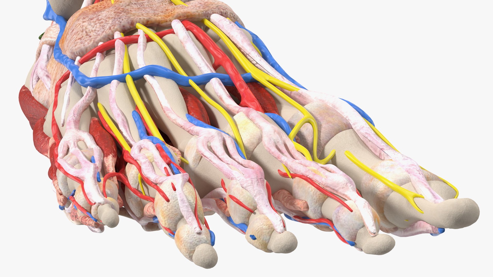 Boy Body Anatomy Collection 4 3D model https://p.turbosquid.com/ts-thumb/xt/F2Pvqw/Sq/boybodyanatomycollection4mb3dmodel133/jpg/1655825507/1920x1080/fit_q87/78da80b93b75724b81dcef782b5ae1bece78d373/boybodyanatomycollection4mb3dmodel133.jpg