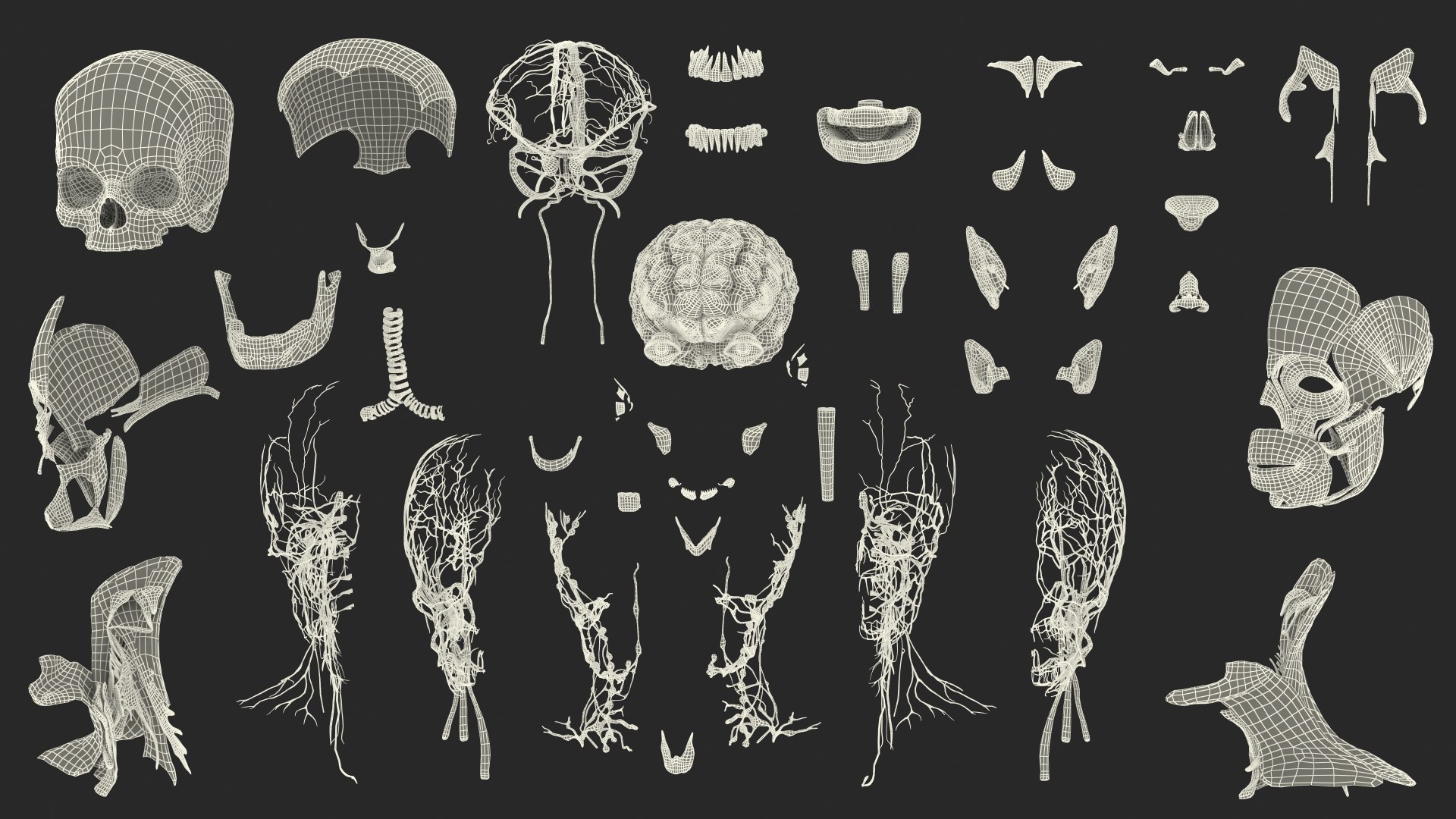 Boy Body Anatomy Collection 4 3D model https://p.turbosquid.com/ts-thumb/xt/F2Pvqw/Sv/boybodyanatomycollection4mb3dmodel213/jpg/1655825828/1920x1080/fit_q87/95e3eaf072145ba84fa4d9c9240d9c3a221d7659/boybodyanatomycollection4mb3dmodel213.jpg