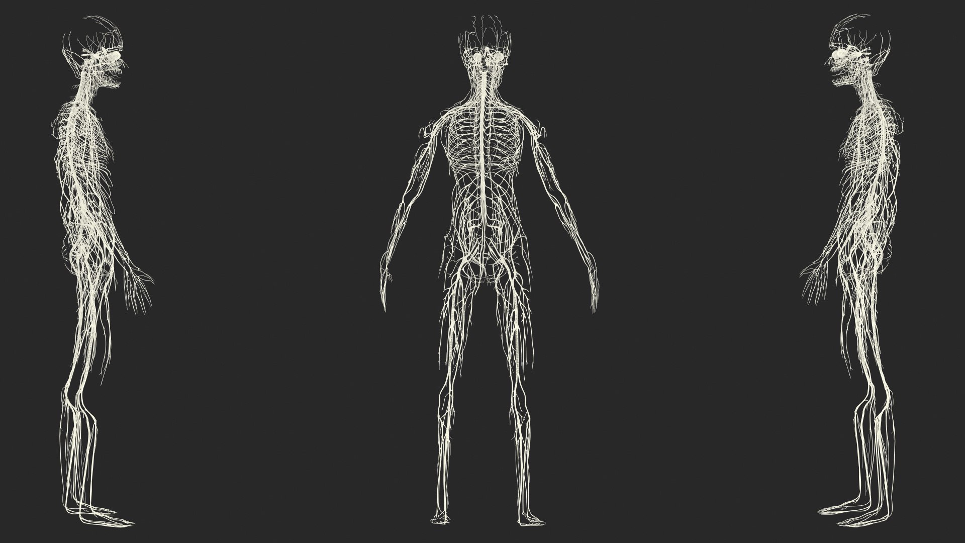 Boy Body Anatomy Collection 4 3D model https://p.turbosquid.com/ts-thumb/xt/F2Pvqw/Tk/boybodyanatomycollection4mb3dmodel210/jpg/1655825815/1920x1080/fit_q87/4e3fee8f81f559906a6da1dc7e28a51bd5f6d81a/boybodyanatomycollection4mb3dmodel210.jpg